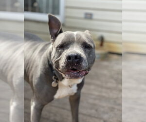 Lola - Female American Pit Bull Terrier Dog for Adoption - Photo #3