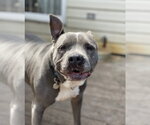 Small #2 American Pit Bull Terrier