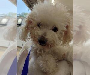 Poodle (Toy) Dogs for adoption in Chula Vista, CA, USA