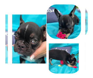 French Bulldog Puppy for sale in TAMPA, FL, USA