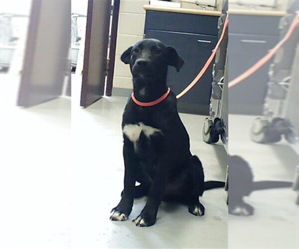 Medium Photo #1 Labrador Retriever-Unknown Mix Puppy For Sale in Fayetteville, NC, USA