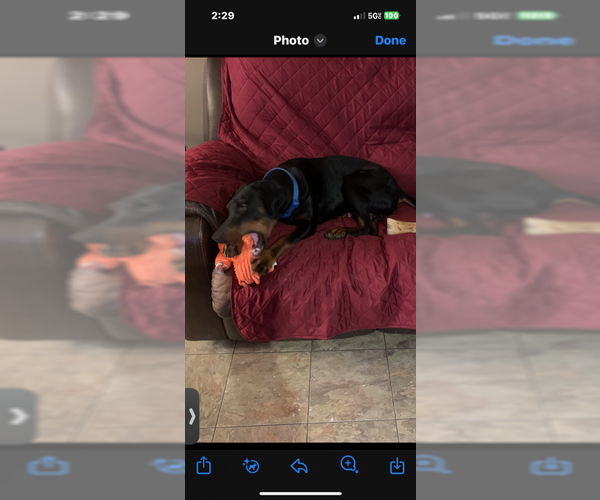 Medium Photo #10 Doberman Pinscher Puppy For Sale in Buffalo, MN, USA