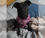Small Photo #3 Mutt Puppy For Sale in Springdale, PA, USA