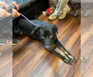 Hannah! - Female Borador Dog for Adoption - Photo #2