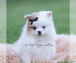Puppy Remi Pomeranian
