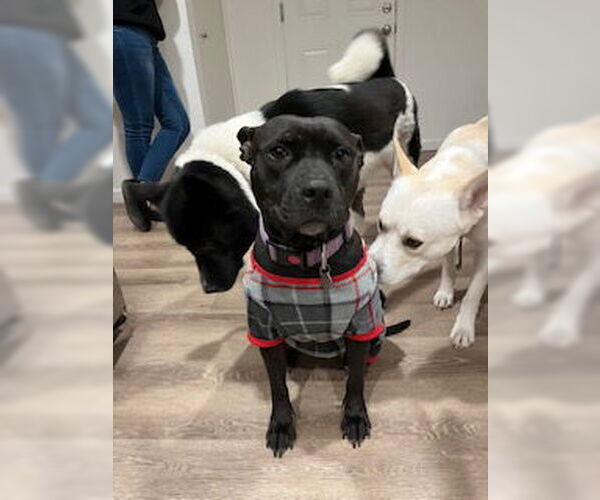 Medium Photo #2 American Staffordshire Terrier-Unknown Mix Puppy For Sale in Chandler, AZ, USA