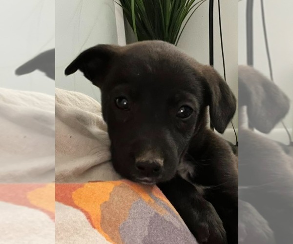Medium Photo #3 Mutt Puppy For Sale in Salt Lake City, UT, USA