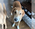 Small #11 Doberman Pinscher-Great Pyrenees Mix
