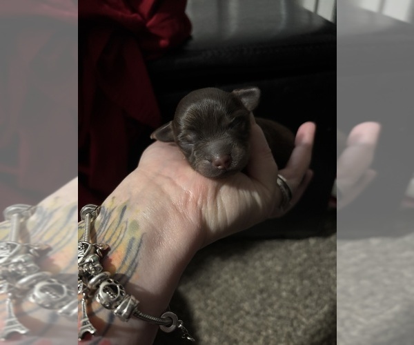 Medium Photo #12 Chiweenie Puppy For Sale in ROANOKE, VA, USA