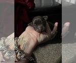 Small #11 Chiweenie