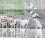 Puppy yellow male 2 Labrador Retriever
