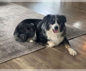 Australian Shepherd-Unknown Mix Dogs for adoption in Princeton, MN, USA