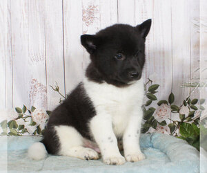 Pomsky Puppy for sale in PENNS CREEK, PA, USA