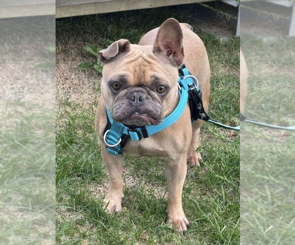 Medium Photo #2 French Bulldog Puppy For Sale in Brights Grove, Ontario, Canada