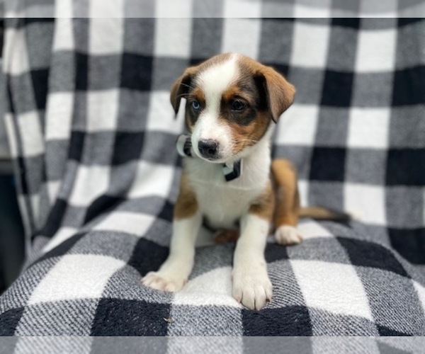 Medium Photo #14 Texas Heeler Puppy For Sale in LAKELAND, FL, USA
