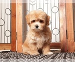 Small Photo #9 Maltipoo (Miniature) Puppy For Sale in NAPLES, FL, USA