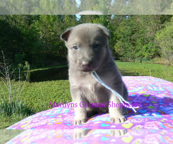 Medium Photo #2 German Shepherd Dog Puppy For Sale in PIEDMONT, MO, USA
