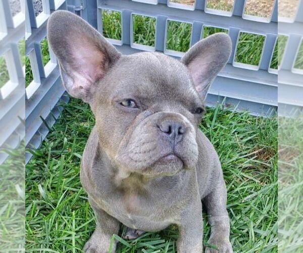 Medium Photo #2 French Bulldog Puppy For Sale in GORDONVILLE, PA, USA