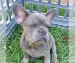 Small #1 French Bulldog
