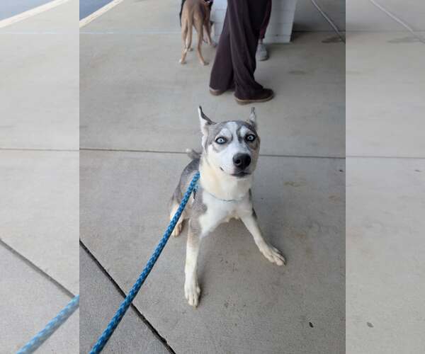 Medium Photo #1 Siberian Husky-Unknown Mix Puppy For Sale in Holly Springs, NC, USA