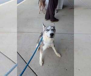Siberian Husky-Unknown Mix Dogs for adoption in Holly Springs, NC, USA