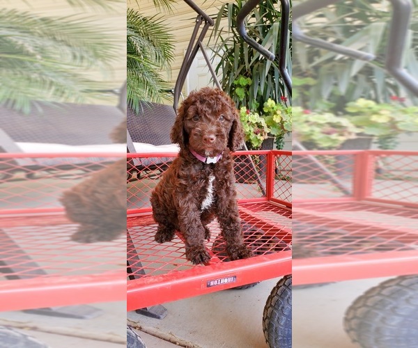 Medium Photo #3 Labradoodle Puppy For Sale in FRESNO, CA, USA