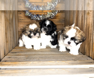 Shih Tzu Litter for sale in GREELEY, CO, USA