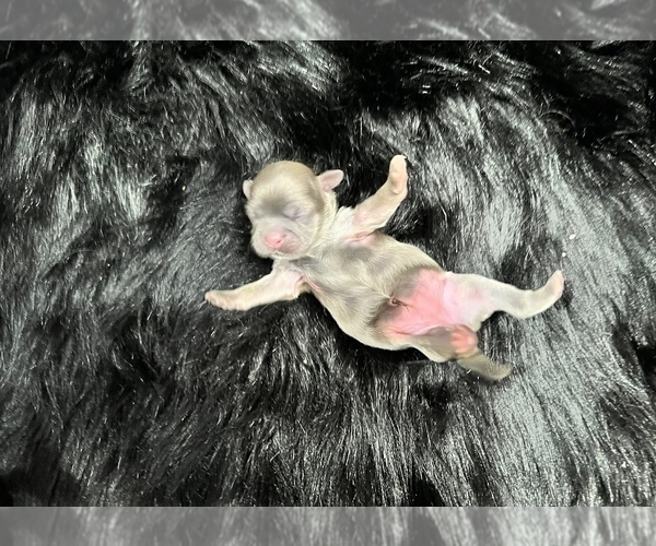 Full screen Photo #6 Shih Tzu Puppy For Sale in HAYWARD, CA, USA