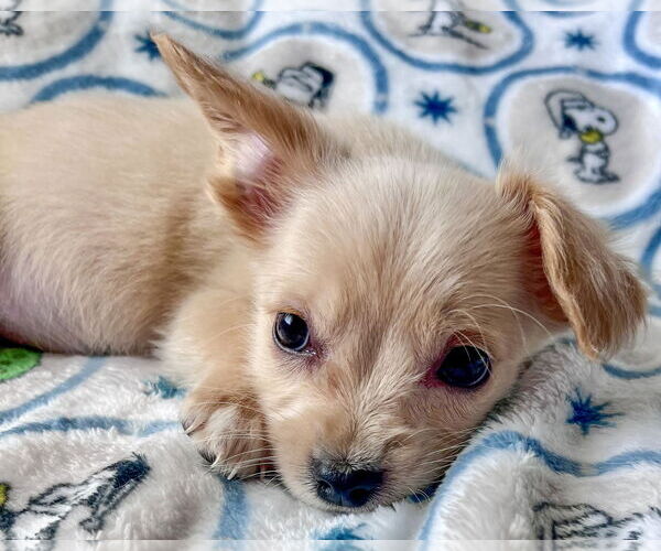 Medium Photo #3 Mutt Puppy For Sale in Corona, CA, USA