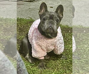 French Bulldog Dogs for adoption in Dumont, NJ, USA