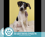 Small #6 Beagle Mix