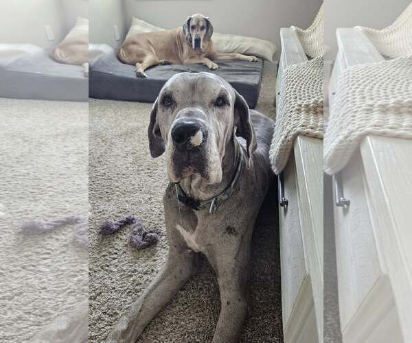 Medium Photo #1 Great Dane Puppy For Sale in Huntersville, NC, USA