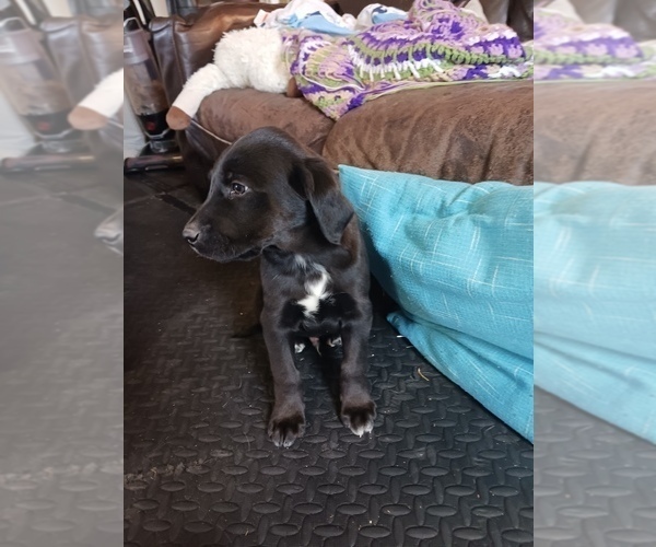 Medium Photo #31 English Cream Golden Retriever-Newfoundland Mix Puppy For Sale in SHEBOYGAN FALLS, WI, USA