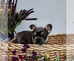 Small Photo #8 French Bulldog Puppy For Sale in KNOXVILLE, TN, USA