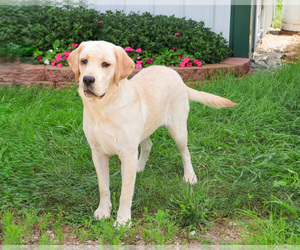 Labrador Retriever Puppy for sale in SYRACUSE, IN, USA