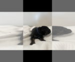 Small Photo #4 Cane Corso Puppy For Sale in MYRTLE BEACH, SC, USA