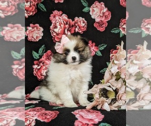Pomeranian Puppy for sale in KIRKWOOD, PA, USA