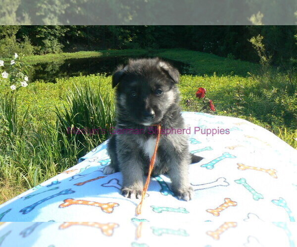 Medium Photo #14 German Shepherd Dog Puppy For Sale in PIEDMONT, MO, USA
