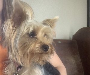 Mother of the Yorkshire Terrier puppies born on 06/12/2025