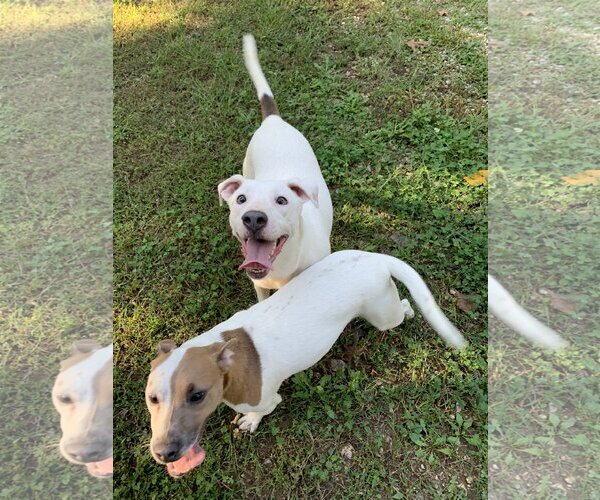 Medium Photo #4 Labrador Retriever-Unknown Mix Puppy For Sale in Harrison, AR, USA