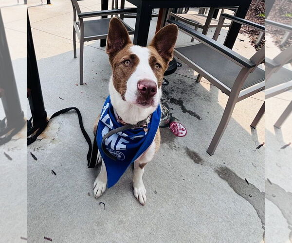 Medium Photo #3 American Pit Bull Terrier-Border Collie Mix Puppy For Sale in Princeton, MN, USA