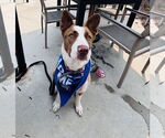 Small #2 American Pit Bull Terrier-Border Collie Mix
