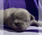 Puppy Hiccup French Bulldog