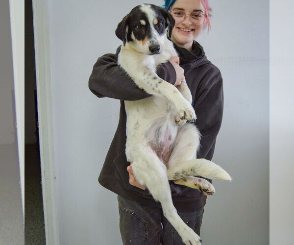 Medium Photo #3 Labrenees Puppy For Sale in Huntley, IL, USA