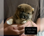 Puppy 1 Shiba Inu