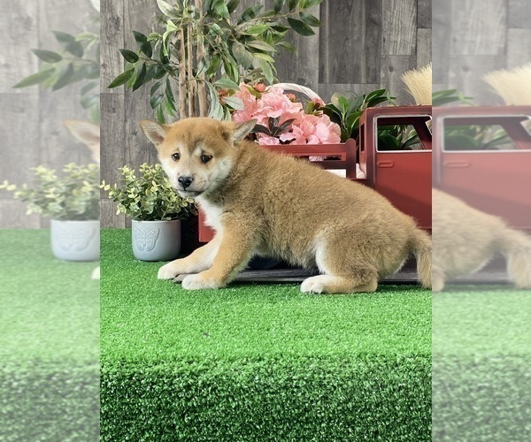 Medium Photo #2 Shiba Inu Puppy For Sale in CANOGA, NY, USA