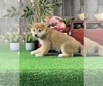 Small #1 Shiba Inu