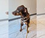 Small #5 Doberman Pinscher