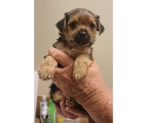 Chorkie Puppy for sale in CHESAPEAKE, VA, USA