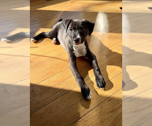 Medium Photo #20 Labrador Retriever-Unknown Mix Puppy For Sale in Plainfield, IL, USA